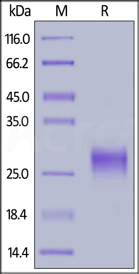 TSLP SDS-PAGE