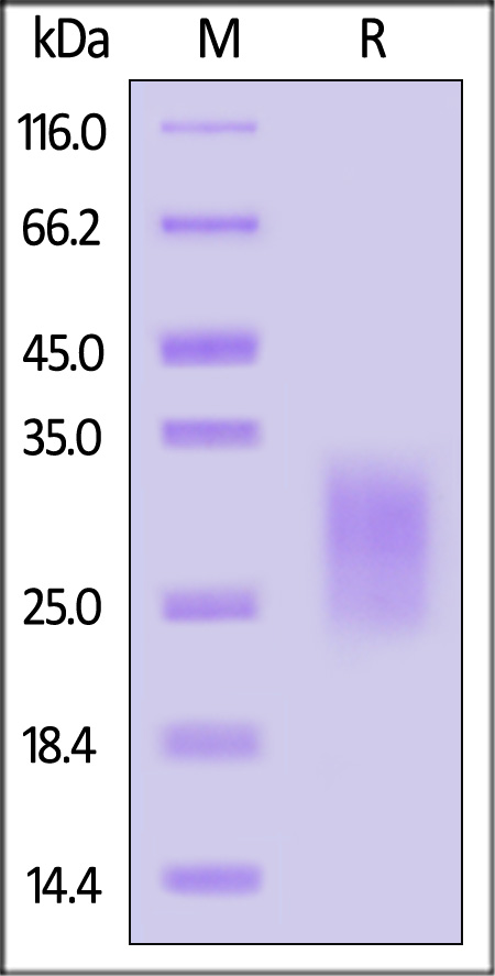 TSLP SDS-PAGE