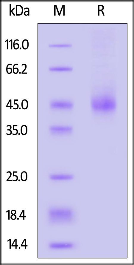 TSH alpha/beta Heterodimer SDS-PAGE