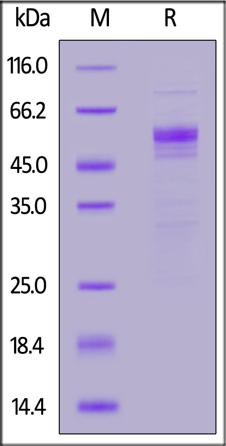 US1-H5254-sds