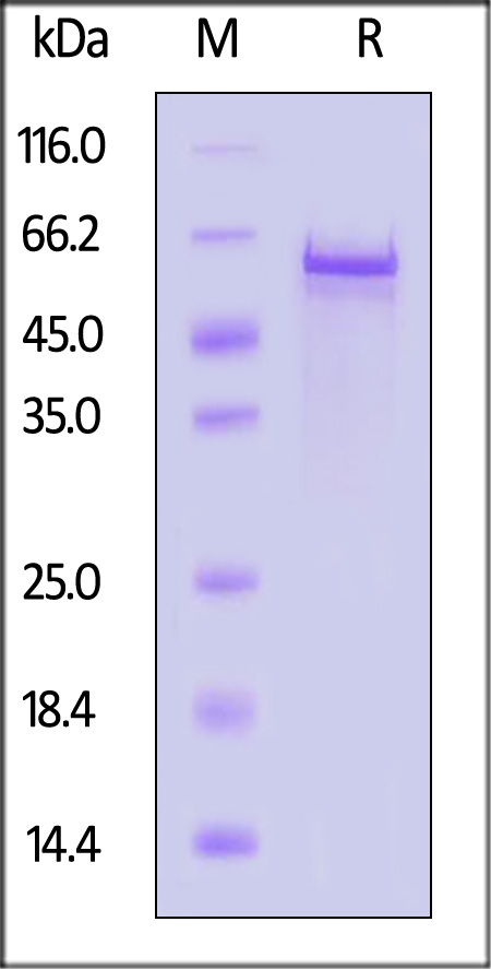 VP3 SDS-PAGE