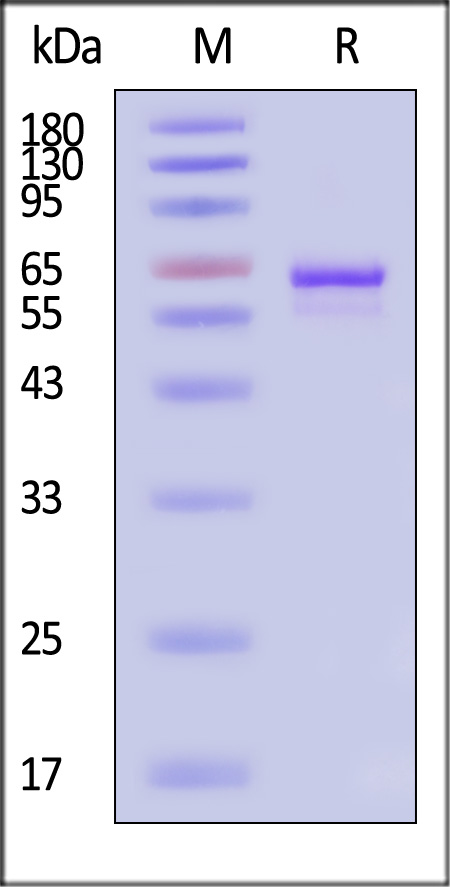 VP3 SDS-PAGE