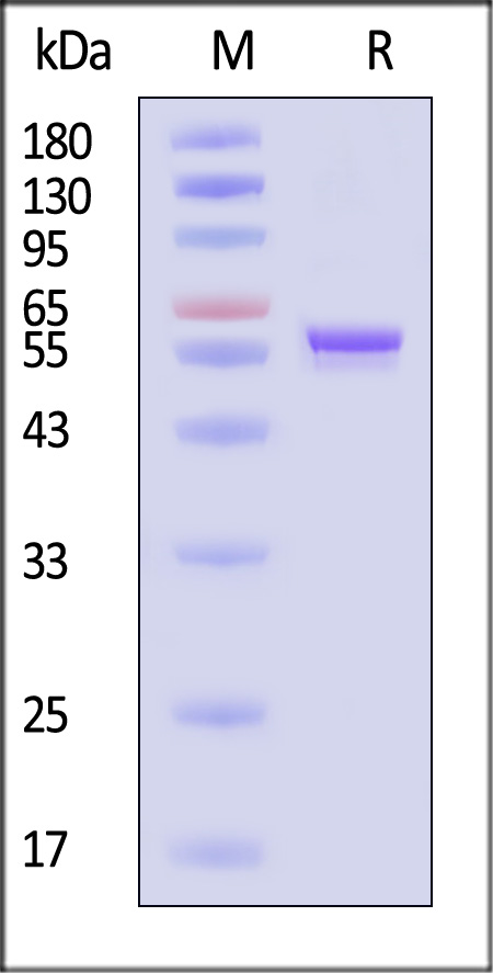 VP3 SDS-PAGE