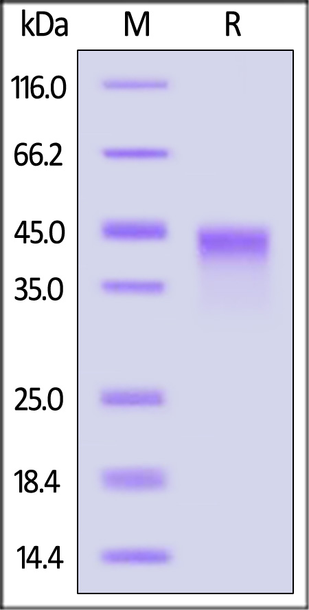 VSIG4 SDS-PAGE