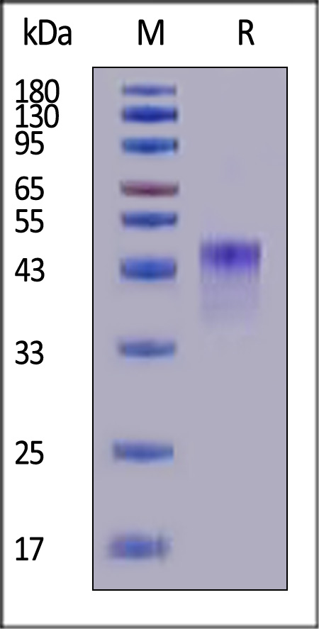 VSIG4 SDS-PAGE