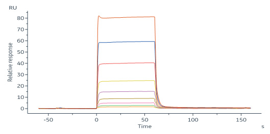 Human_FcRn_Heterodimer_Protein_SPR