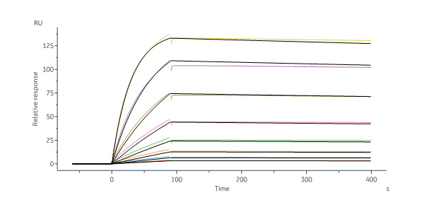  Hemagglutinin 1/HA 1 (Influenza Virus) SPR