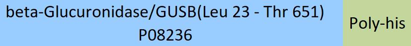 beta-Glucuronidase/GUSB Structure