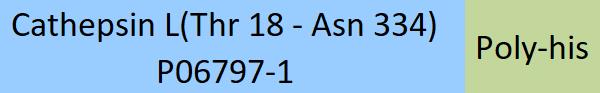 Cathepsin L Structure