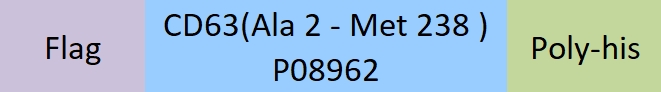 CD63 Structure