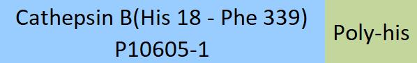 Cathepsin B Structure