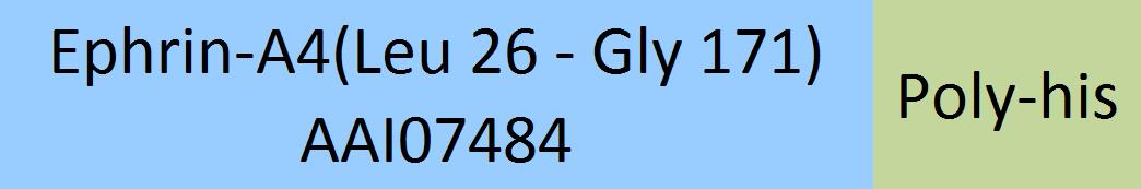 Online(Leu 26 - Gly 171) AAI07484