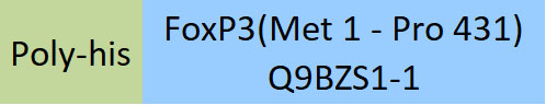 FoxP3 Structure