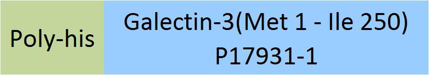 Galectin-3 Structure