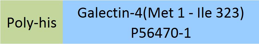 Galectin-4 Structure