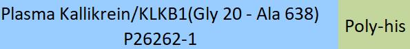 Plasma Kallikrein/KLKB1 Structure