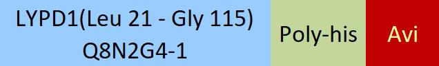 LYPD1 Structure