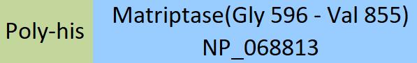 Matriptase Structure