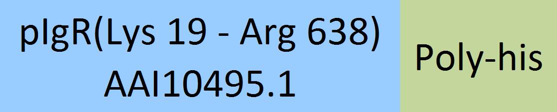 Online(Lys 19 - Arg 638) AAI10495.1