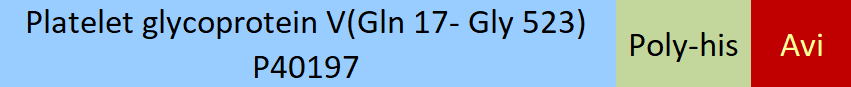 Platelet glycoprotein V Structure