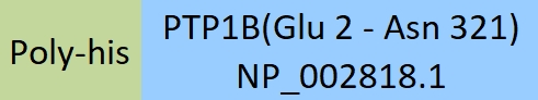 PTP1B Structure