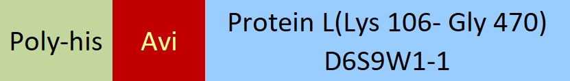 Protein L Structure