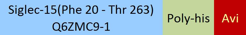 Siglec-15 Structure