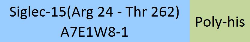 Siglec-15 Structure