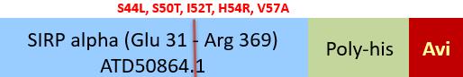 SIRP alphaV8 Structure