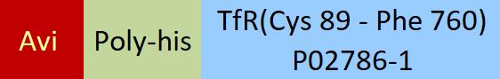 Transferrin R Structure