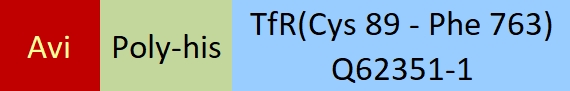 Transferrin R Structure