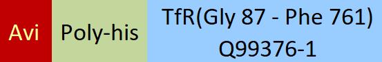 Transferrin R Structure