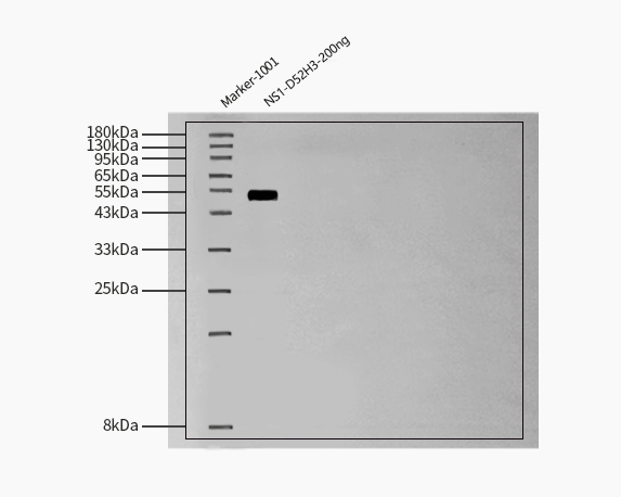  Non-structural protein 1/NS1 (DENV) WESTERN BLOT