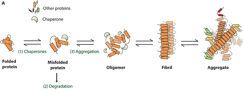 Application of Tau PFFs and Alpha-Synuclein PFFs in Neurodegenerative Disease Research Abstract