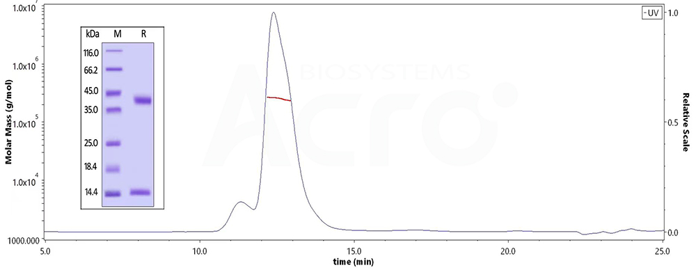 The purity of Human MMP-9