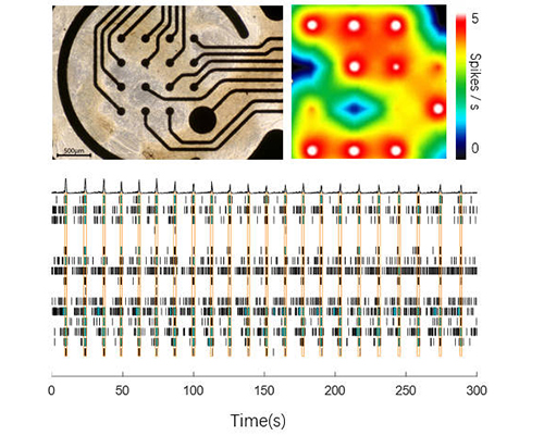 MEA Verified Spontaneous Network Burst Activity