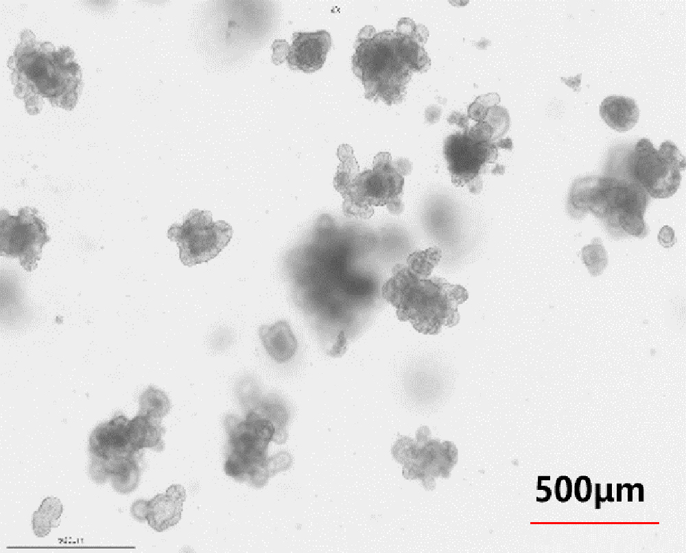 Intestinal organoid