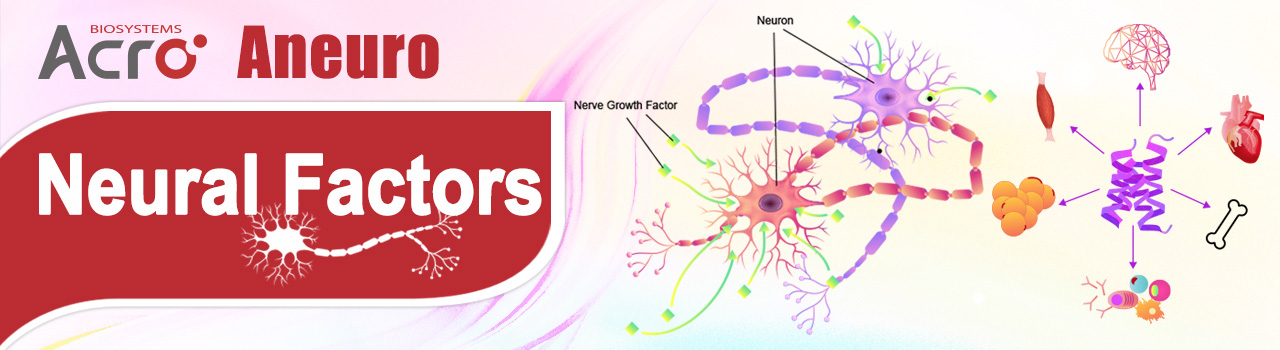 Aneuro | 신경 인자