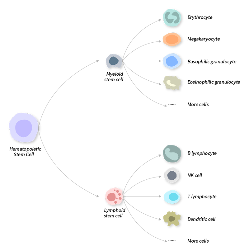 Mesenchymal Stem Cell