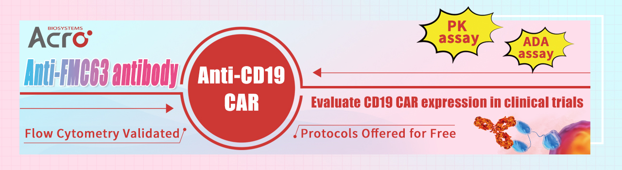 CAR-specific Monoclonal Antibody to Detect Anti-CD19 CAR Expression