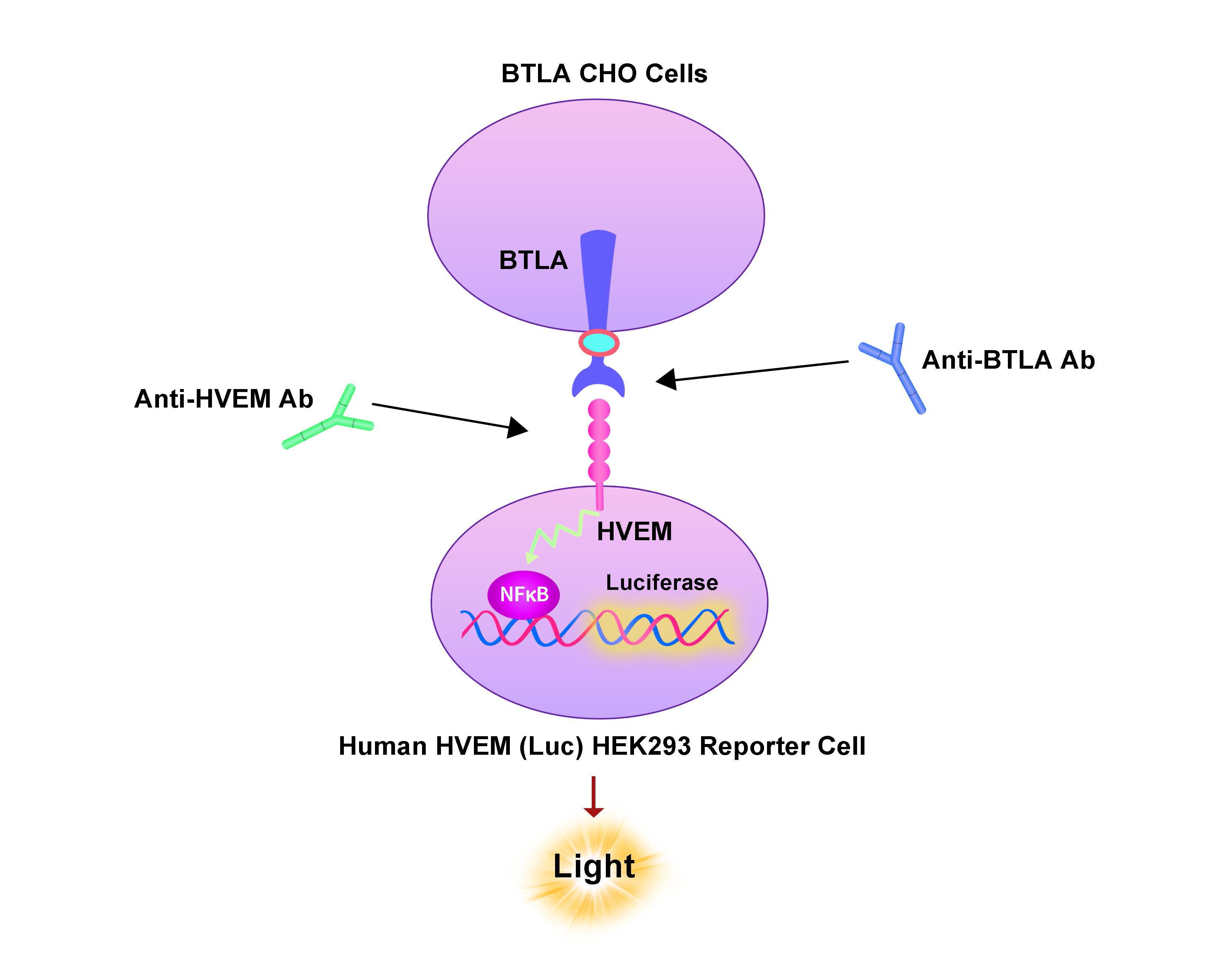  BTLA Assay Principles