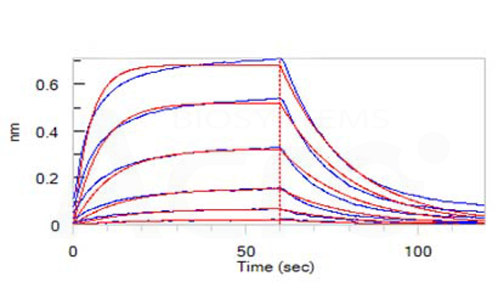 Human_FcRn_Heterodimer_Protein_Bli