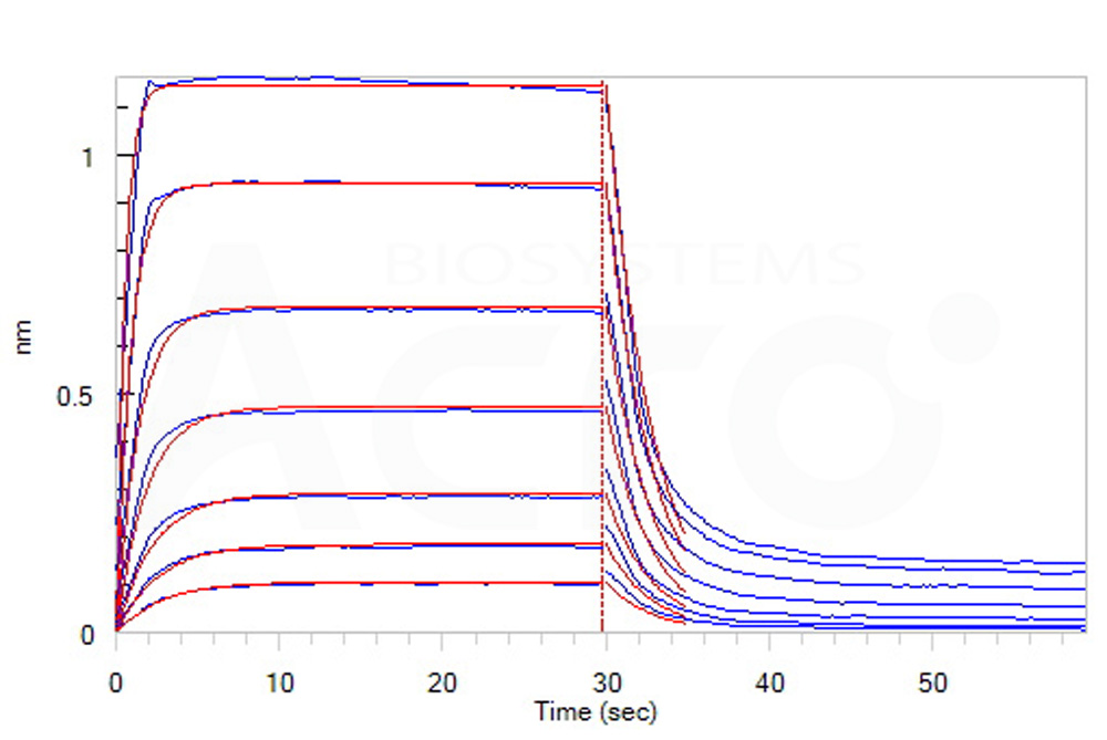 Human_FcRn_Heterodimer_Protein_Bli