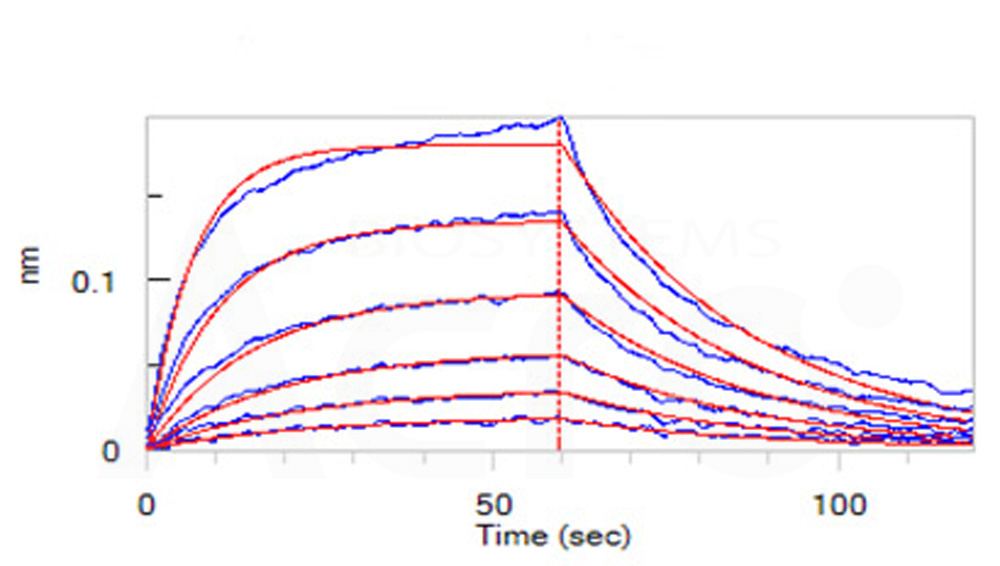  Fc gamma RI / CD64 BLI