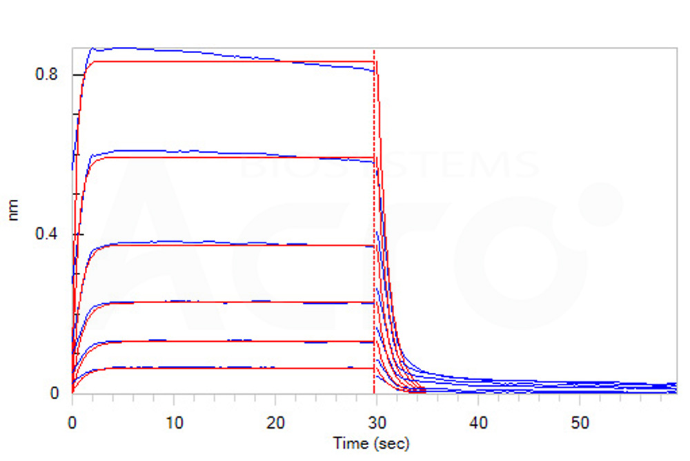 Human_FcRn_Heterodimer_Protein_Bli