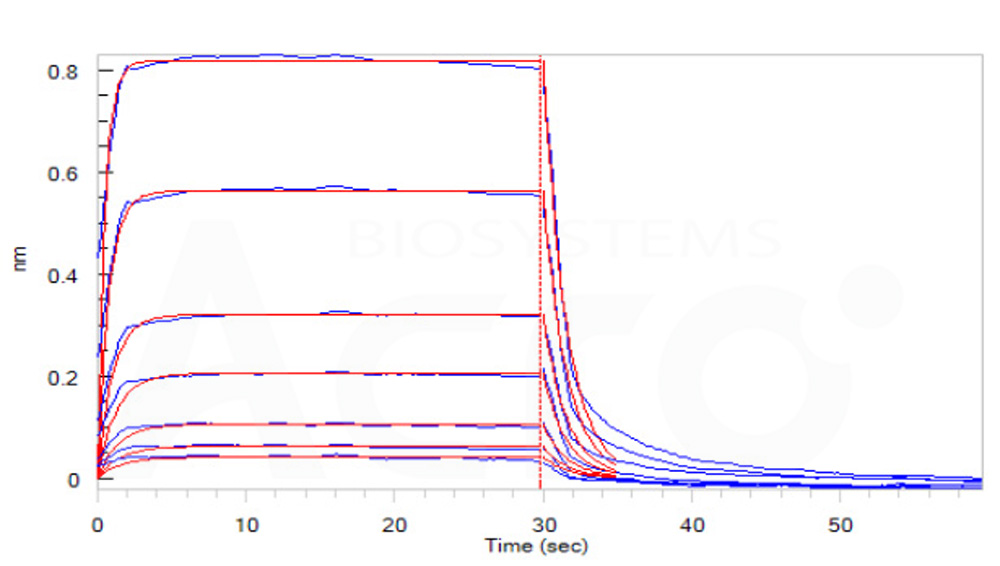 Human_FcRn_Heterodimer_Protein_Bli