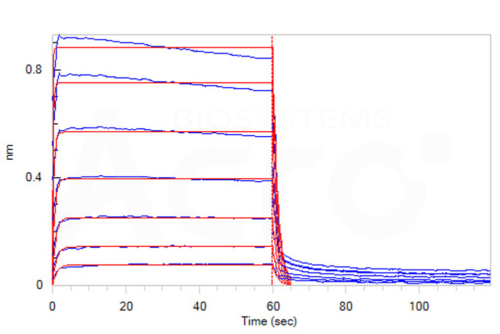 Human_FcRn_Heterodimer_Protein_Bli