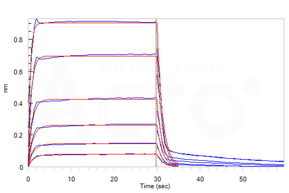  Fc gamma RIIB/C / CD32b/c BLI