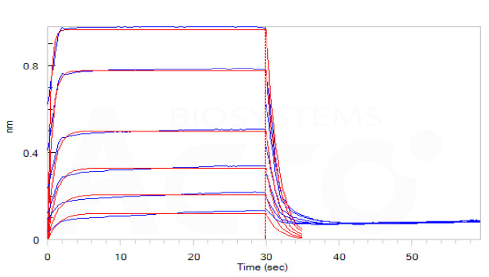 Human_FcRn_Heterodimer_Protein_Bli