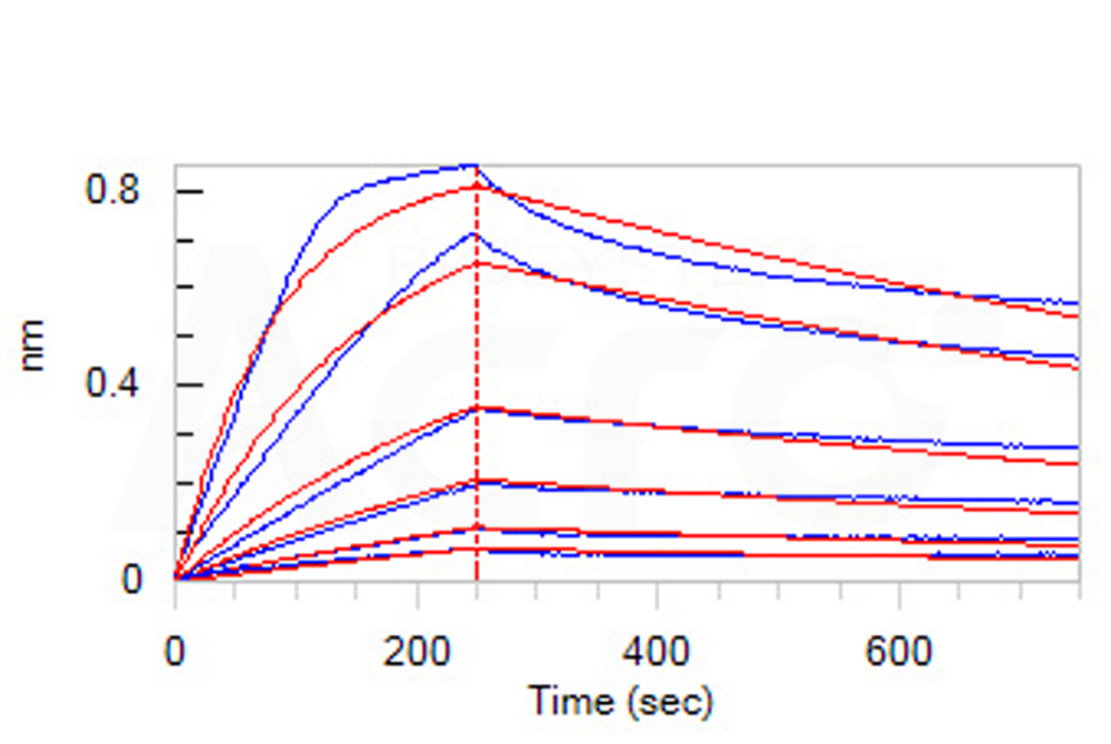  CD3E & CD3D BLI